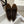 The Row Ballet Flats Bow Dark Brown Suede 290730