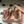 Miumiu Beige and Brown canvas leather loafer 227141