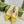 GC Horsebit Slingback Pump 10mm Yellow Canvas Sheepskin 294541