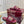 GC 25 Horsebit Sandals 10mm Red Suede Sheepskin 294649