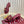 GC 25 Horsebit GG 50mm Sandals Red Canvas 294677