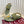 GC 25 Thong Sandal Dark Green Canvas 294683