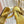Miu 26s Slingback Sandals In Gold Calfskin