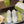 GG Men's Screener Sneaker Cream White Canvas Sheepskin 523603