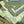 GG Double-Sided 90x90cm Green Colorful Twill Silk 194451