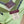 GG Double-Sided 90x90cm Green Colorful Twill Silk 194451