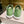 Jimmy Diamond Light Flex Sneaker Green Suede Leather 715045
