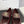 CC 26s Round Toe Mary Jane Shoes Burgundy Lambskin 937757