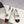 CC 26s Round Toe Mary Jane Shoes White Lambskin 937761