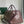 BORSA BOSTON 50 IN TELA GOYARDINE ROSSO VINO E RIFINITURE IN PELLE DI VITELLO