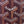 BELVEDERE MM BAG 28 IN BROWN GOYARDINE CANVAS AND CALFSKIN