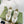 GG Men's Web Sneaker White Cowhide Suede