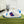 GG Men's Screener Sneaker White Blue Sheepskin 574737