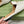 Horsebit Mule Cream GG Leather