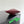 BV Small Dustbag 21cm Madder Brown Red Intrecciato Calfskin Leather