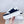 CELINE 25C Block Sneaker Black mix White Calfskin 231998