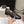 LP Pennan Fringe Black Cowhide 564799