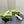 MID-HEEL 5 CM MULE IN LIGHT PINK CALFSKIN