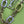 CAPUCINES BB 27 VERDE TAURILLON TURCHESE ARGENTO HARDWARE