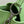 capucines mm 31,5 pelle taurillon verde turchese hardware argento