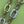 capucines mm 31,5 pelle taurillon verde turchese hardware argento