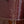 alma nano 18 bordeaux red epi calfskin