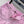 GG 26s Jacquard Straight Leg Shorts Hot Pink Denim 363930