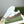 GG Men's Sneaker White Brown Cowhide 587322