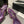 CC Slingback 95mm Purple Lambskin