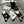 CREW SOCKS 516954 (1 BOX)