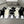 CREW SOCKS 516954 (1 BOX)