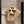 CD Gilet con Spalla in Poliestere Beige