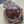 Datejust 31mm Pink Gold Steel Diamond Bezel Chocolate Dial