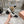 Miu 25C Mary Jane 75MM Beige Gray Mix Black Fabric 235368