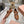 Miu 26s Gymnasium Ballerinas Brown Leather 679785
