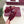 Mules plates Horsebit GG 26 velours rouge strass 587081