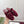 Mules plates Horsebit GG 26 velours rouge strass 587081