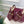 GG Horsebit Platform Loafer Slingback Burgundy Leather 640263