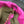 Loewe Flamenco Purse 30 Pink Lambskin Ghw