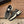 CC 26s Casual Sneaker Black White Tweed Leather 183604
