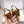 YSL 26ss Slingback 75 Camel Brown Sheepskin 654718
