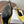 Celine 26 Pointed-Toe Slingback Yellow Sheepskin 624684