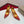 CL 2026 Miss Z Degrastrass Ombré Pumps 100mm Effect PVC Lambskin 780425