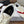 Celine 26 Flat Sneaker White Red Canvas Suede 624716