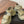 CC 2026 Platform Sandals Lambskin 833986