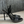 Alexander Wang Nova Logo Sandal in Black Leather