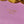 TEEN TRIOMPHE 11CM PURPLE CALFSKIN