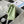 Medium Classic Flap Bag 23cm Light Green Lambskin Gold Hardware