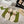 GG Marmont Thong Sandals in White Cowhide